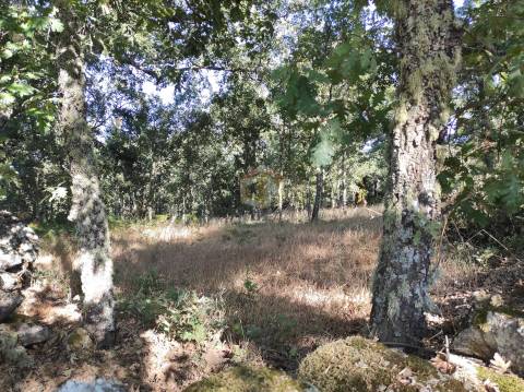 Terreno Agrícola situado na freguesia de Vale de Mourisco