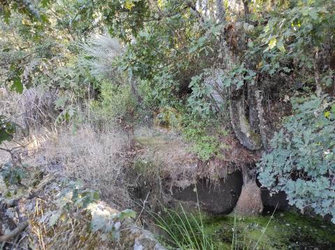 Terreno Agrícola situado na freguesia de Vale de Mourisco