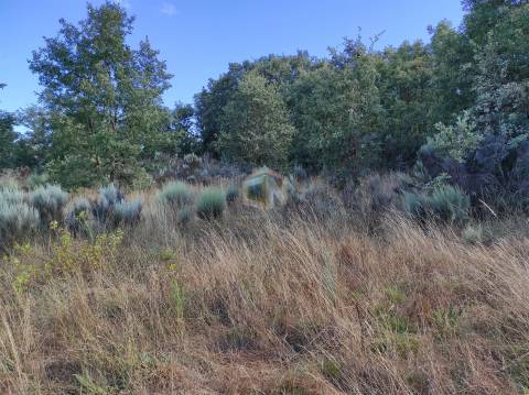 Terreno Agrícola situado na freguesia de Vale de Mourisco