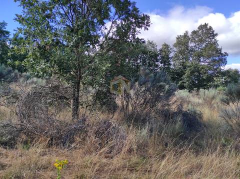 Terreno Agrícola situado na freguesia de Vale de Mourisco