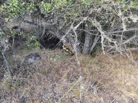Terreno Agrícola de grandes dimensões em Vale de Mourisco