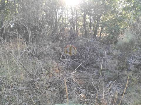 Terreno Agrícola de grandes dimensões em Vale de Mourisco