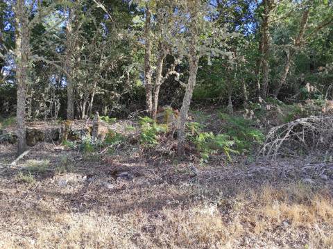 Terreno Agrícola de grandes dimensões em Vale de Mourisco