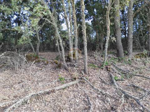 Terreno Agrícola de grandes dimensões em Vale de Mourisco