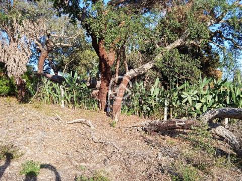 Terreno com 42.300m2 com ruína na Manteigadas em Setúbal.