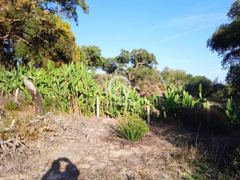 Terreno com 42.300m2 com ruína na Manteigadas em Setúbal.