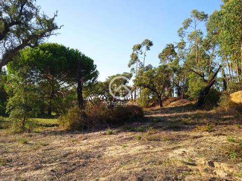 Terreno com 42.300m2 com ruína na Manteigadas em Setúbal.