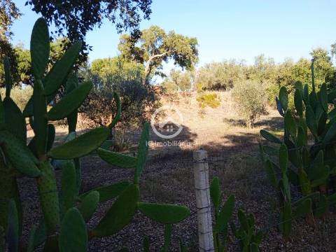 Terreno com 42.300m2 com ruína na Manteigadas em Setúbal.