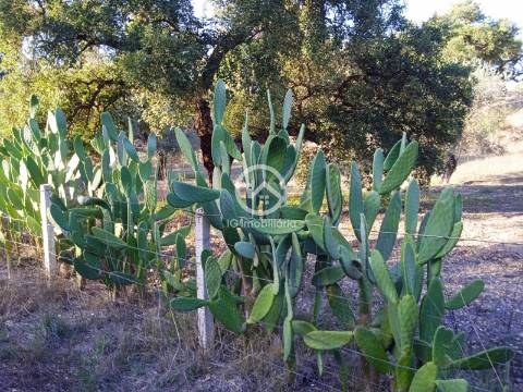 Terreno com 42.300m2 com ruína na Manteigadas em Setúbal.