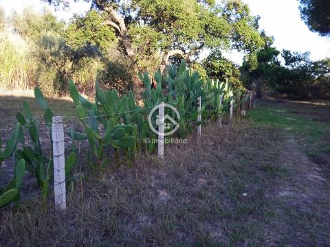 Terreno com 42.300m2 com ruína na Manteigadas em Setúbal.