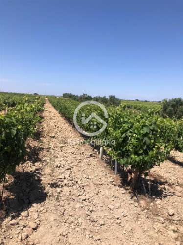 Vende se Quinta agrícola com vinhas 14,55hc.