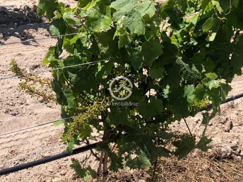 Vende se Quinta agrícola com vinhas 14,55hc.