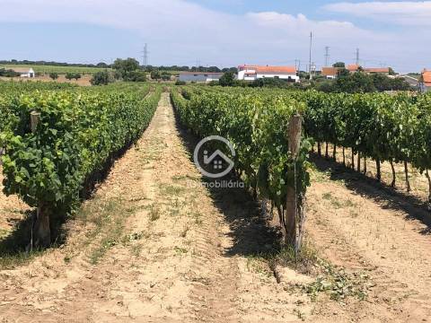 Vende se Quinta agrícola com vinhas 14,55hc.