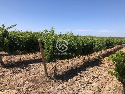Vende se Quinta agrícola com vinhas 14,55hc.