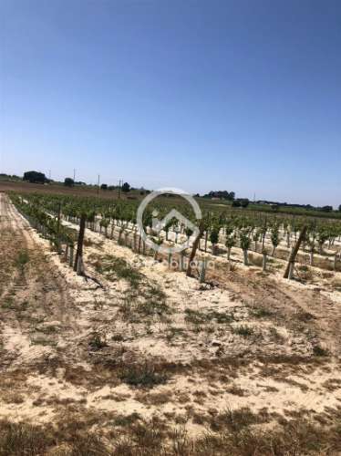 Vende se Quinta agrícola com vinhas 14,55hc.