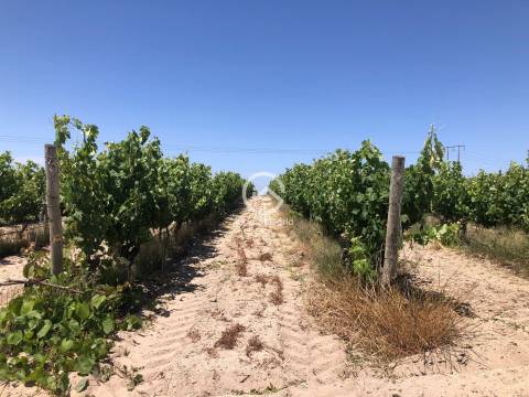 Vende se Quinta agrícola com vinhas 14,55hc.