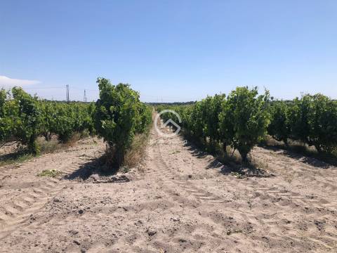 Vende se Quinta agrícola com vinhas 14,55hc.