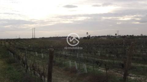 Vende se Quinta agrícola com vinhas 14,55hc.
