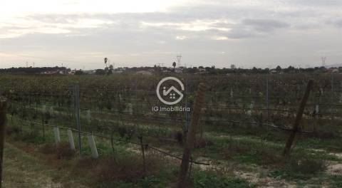 Vende se Quinta agrícola com vinhas 14,55hc.