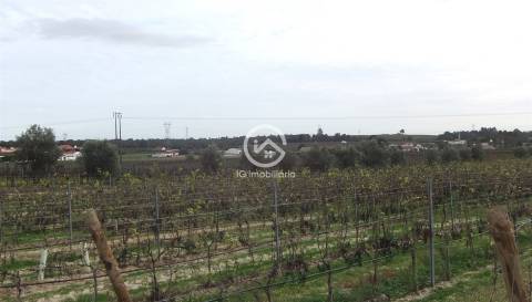 Vende se Quinta agrícola com vinhas 14,55hc.