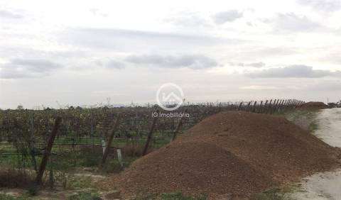 Vende se Quinta agrícola com vinhas 14,55hc.