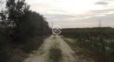 Vende se Quinta agrícola com vinhas 14,55hc.