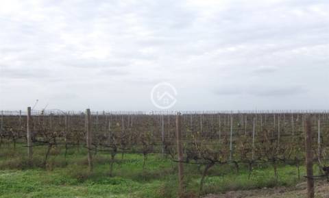 Vende se Quinta agrícola com vinhas 14,55hc.