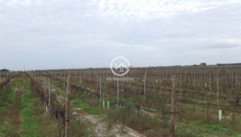 Vende se Quinta agrícola com vinhas 14,55hc.