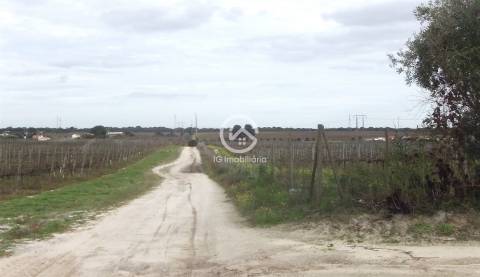Vende se Quinta agrícola com vinhas 14,55hc.