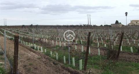 Vende se Quinta agrícola com vinhas 14,55hc.