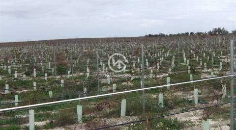 Vende se Quinta agrícola com vinhas 14,55hc.