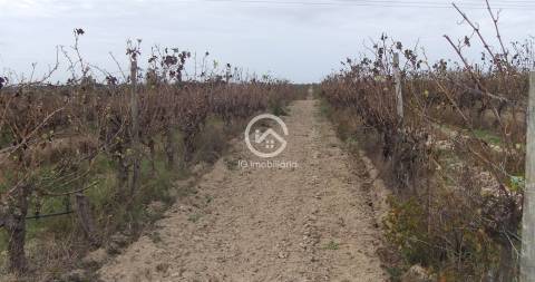 Vende se Quinta agrícola com vinhas 14,55hc.