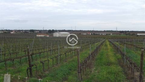 Vende se Quinta agrícola com vinhas 14,55hc.