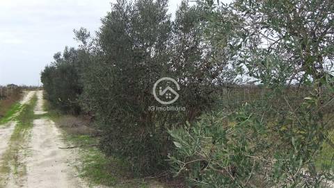 Vende se Quinta agrícola com vinhas 14,55hc.