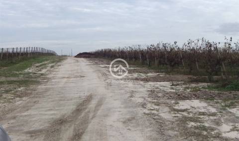 Vende se Quinta agrícola com vinhas 14,55hc.