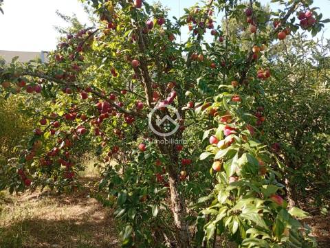 Quintinha T5 Venda em Palmela,Palmela