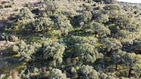 Terreno Rústico  Venda em Vilares de Vilariça,Alfandega da Fé