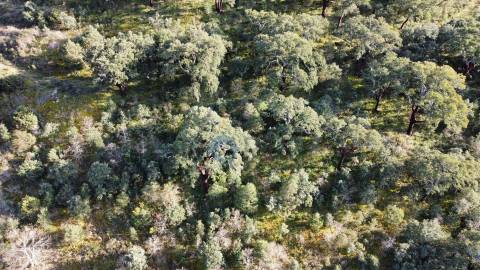 Terreno Rústico  Venda em Vilares de Vilariça,Alfandega da Fé