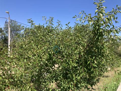 Quinta  Venda em Castelãos e Vilar do Monte,Macedo de Cavaleiros