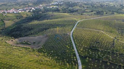 Terreno Rústico  Venda em Adeganha e Cardanha,Torre de Moncorvo