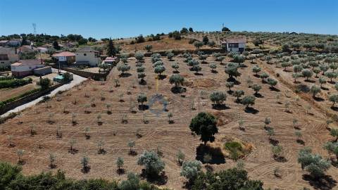 Terreno Rústico  Venda em Castro Vicente,Mogadouro