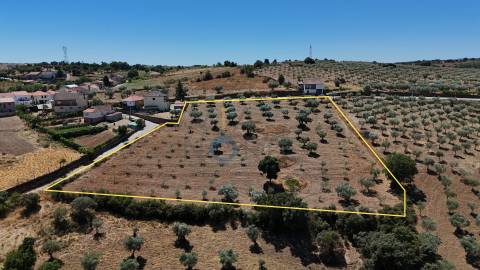 Terreno Rústico  Venda em Castro Vicente,Mogadouro