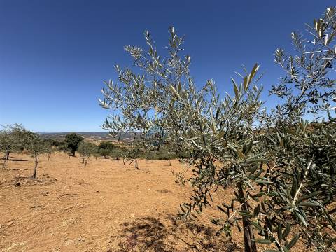 Terreno Rústico  Venda em Castro Vicente,Mogadouro