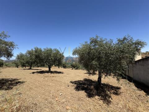 Terreno Rústico  Venda em Castro Vicente,Mogadouro