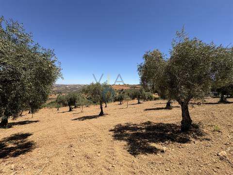 Terreno Rústico  Venda em Castro Vicente,Mogadouro