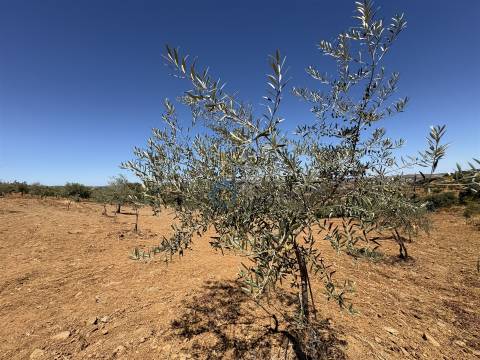 Terreno Rústico  Venda em Castro Vicente,Mogadouro