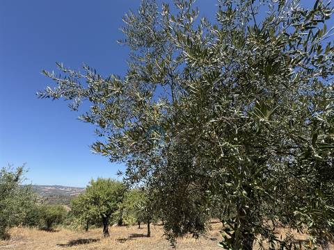 Terreno Rústico  Venda em Castro Vicente,Mogadouro
