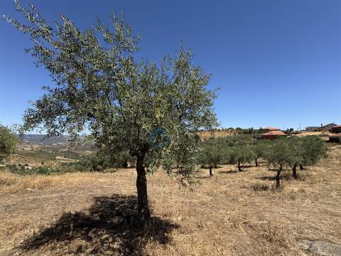 Terreno Rústico  Venda em Castro Vicente,Mogadouro