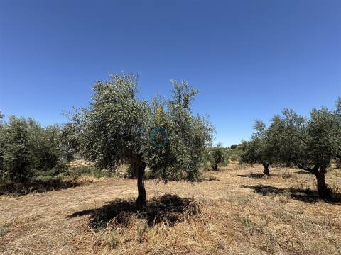 Terreno Rústico  Venda em Castro Vicente,Mogadouro
