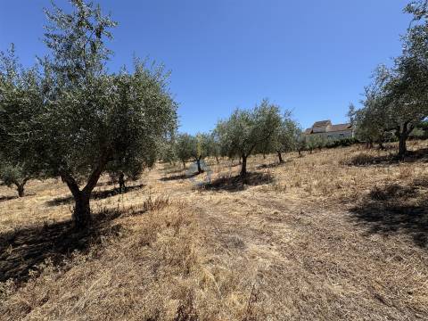 Terreno Rústico  Venda em Castro Vicente,Mogadouro